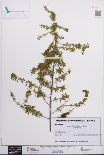 Lycium chilense [Espécimen: UCH:EIF:0014714]