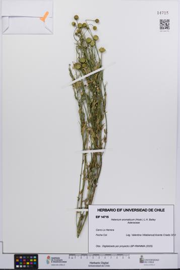 Helenium aromaticum [Espécimen: UCH:EIF:0014715]