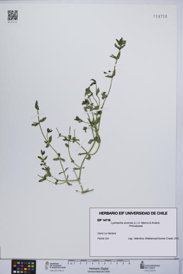 Lysimachia arvensis [Espécimen: UCH:EIF:0014716]