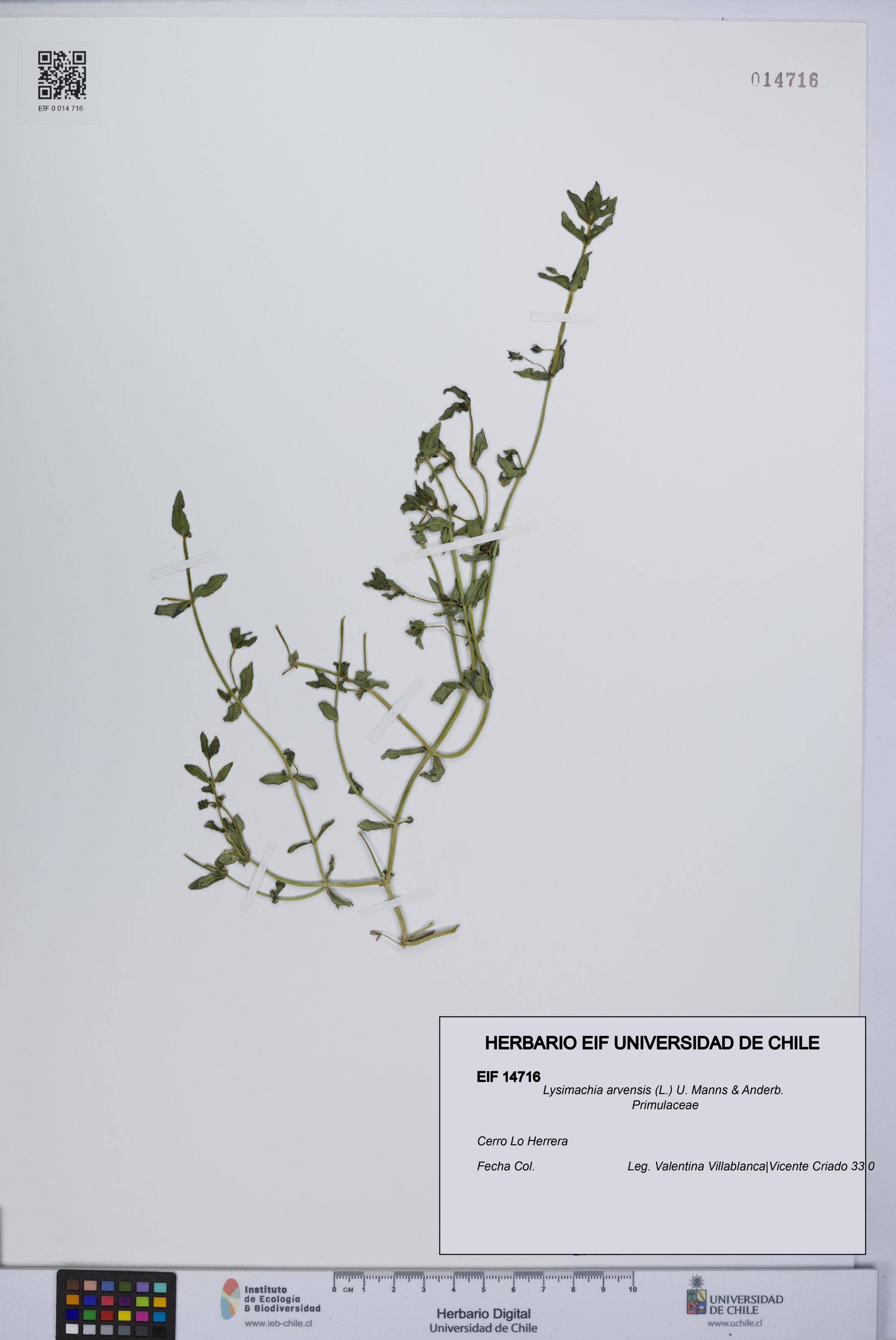 Lysimachia arvensis [Espécimen: UCH:EIF:0014716]