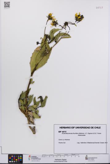 Austroflourensia thurifera [Espécimen: UCH:EIF:0014717]