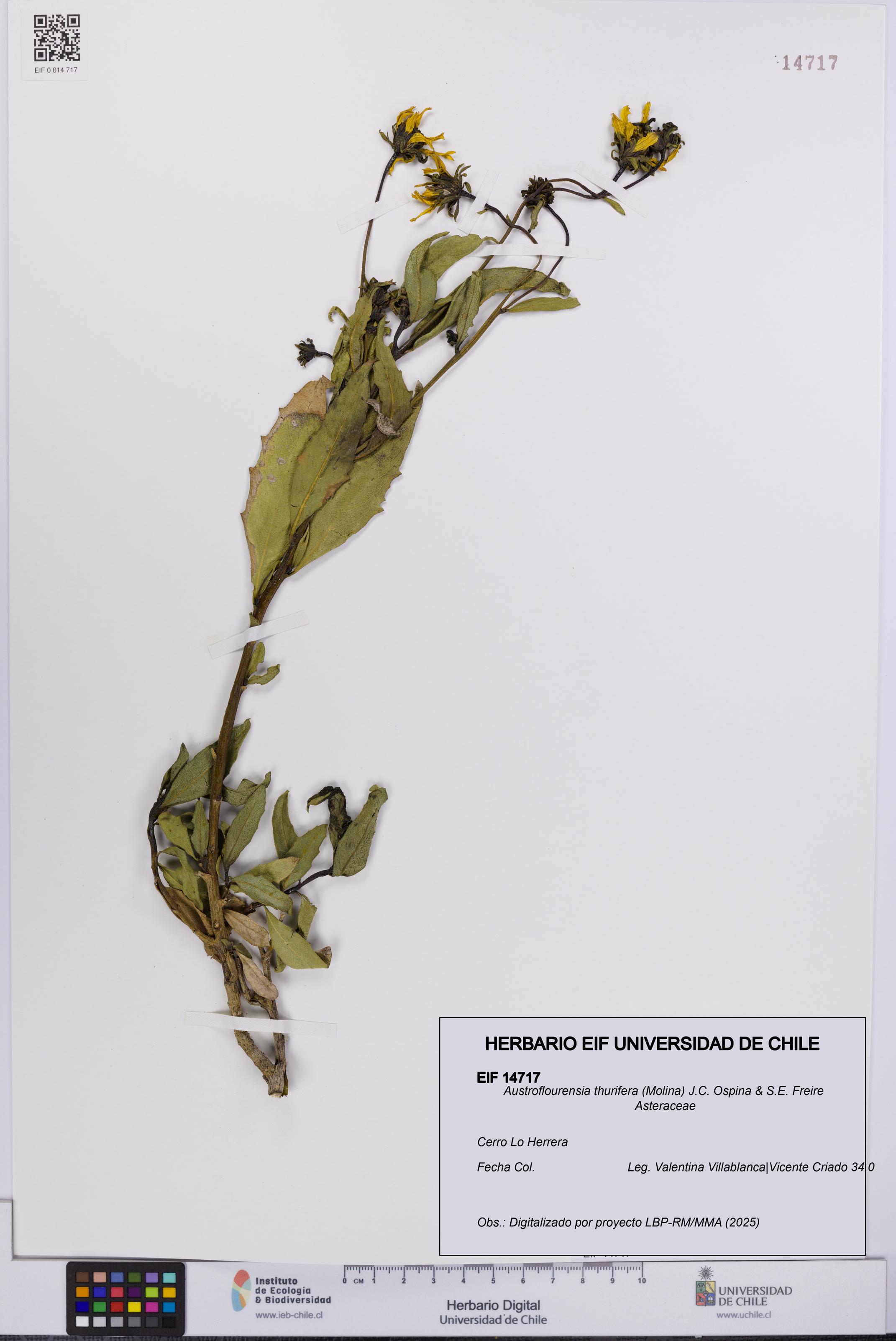 Austroflourensia thurifera [Espécimen: UCH:EIF:0014717]