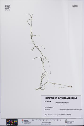 Dioscorea saxatilis [Espécimen: UCH:EIF:0014718]