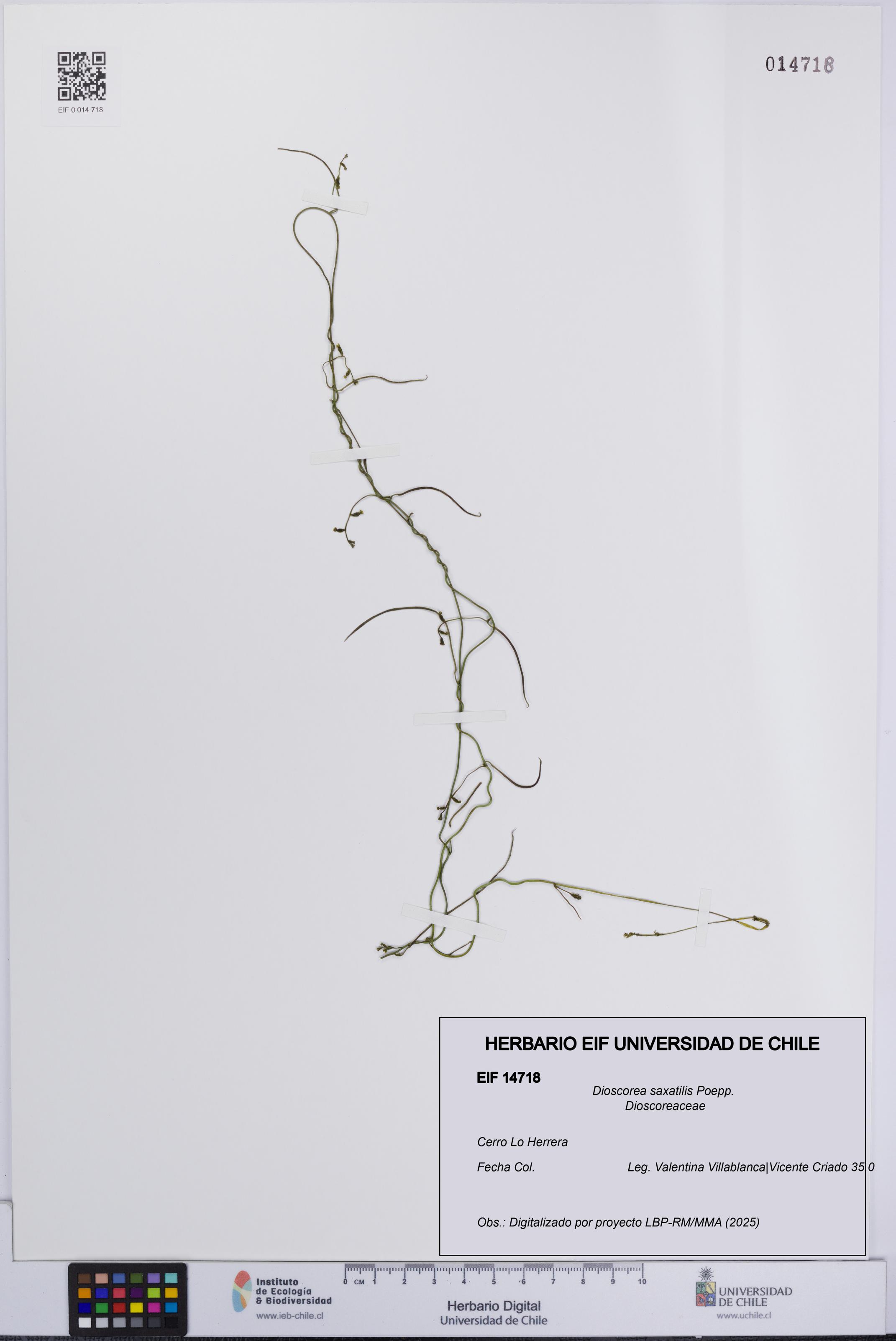 Dioscorea saxatilis [Espécimen: UCH:EIF:0014718]