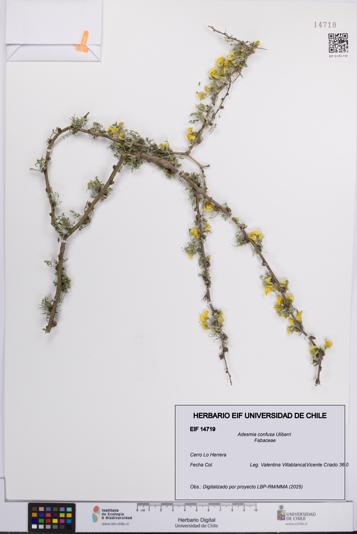 Adesmia confusa [Espécimen: UCH:EIF:0014719]