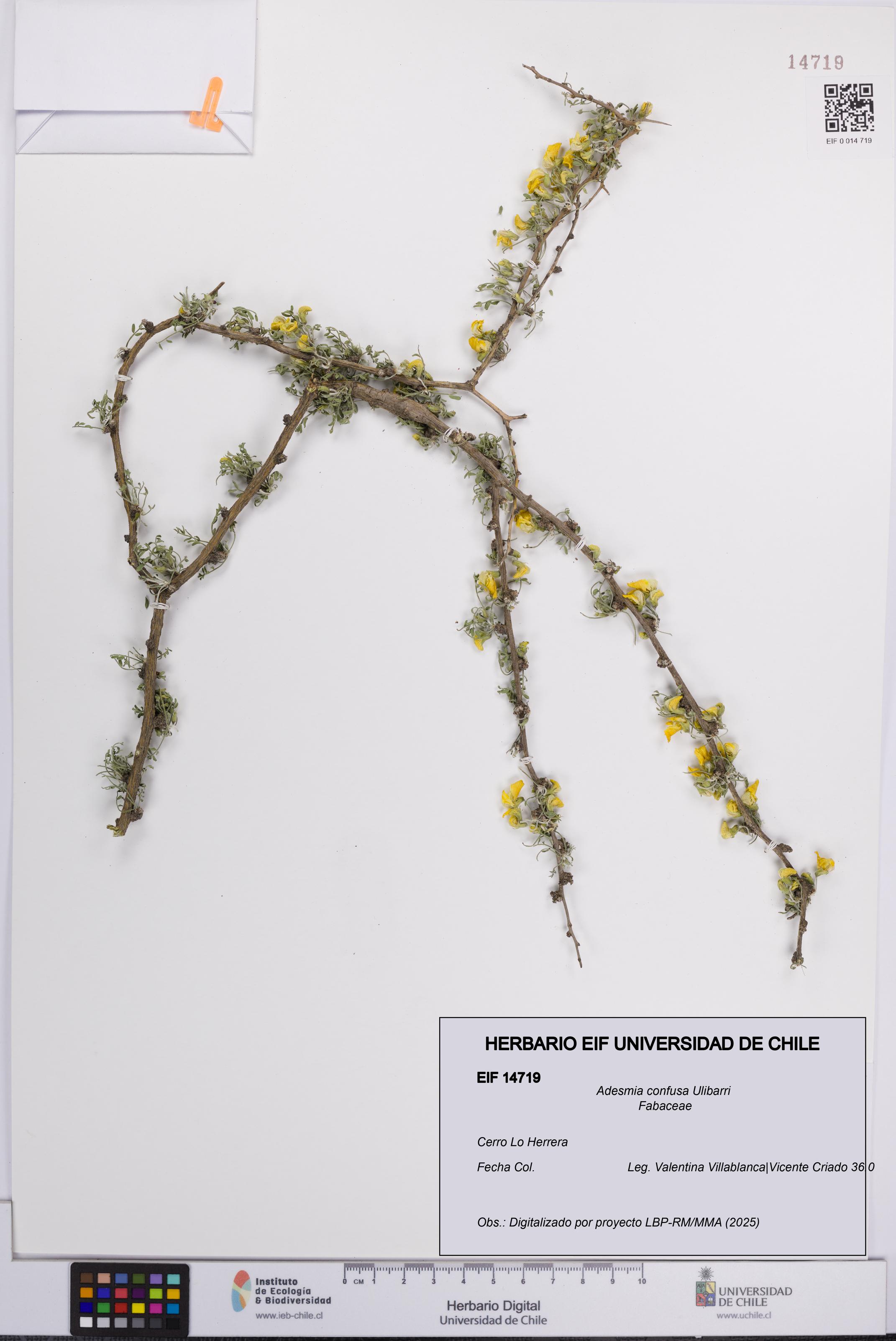 Adesmia confusa [Espécimen: UCH:EIF:0014719]