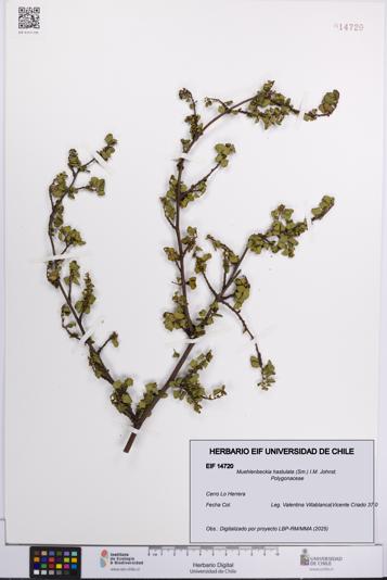 Muehlenbeckia hastulata [Espécimen: UCH:EIF:0014720]