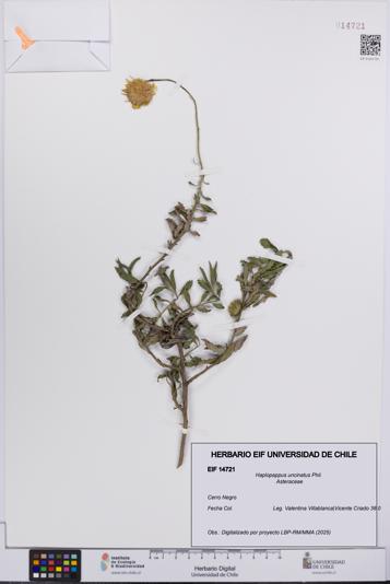 Haplopappus uncinatus [Espécimen: UCH:EIF:0014721]