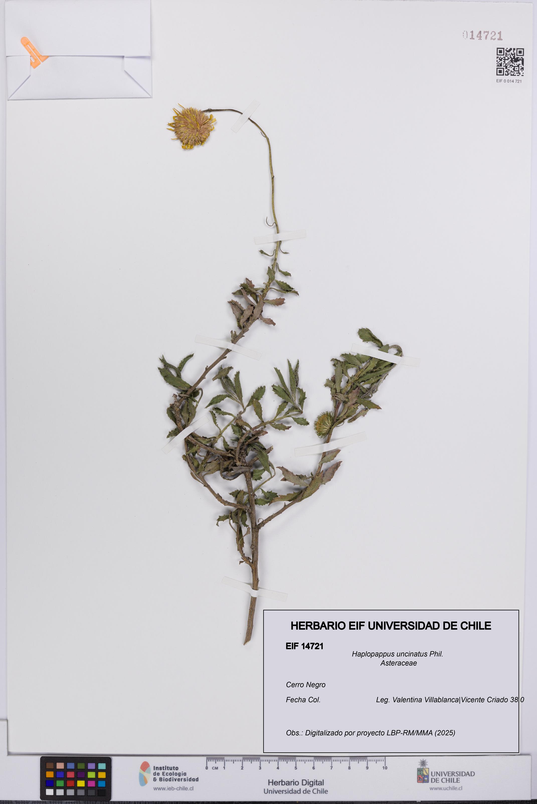 Haplopappus uncinatus [Espécimen: UCH:EIF:0014721]