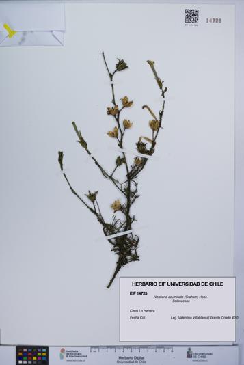 Nicotiana acuminata [Espécimen: UCH:EIF:0014723]