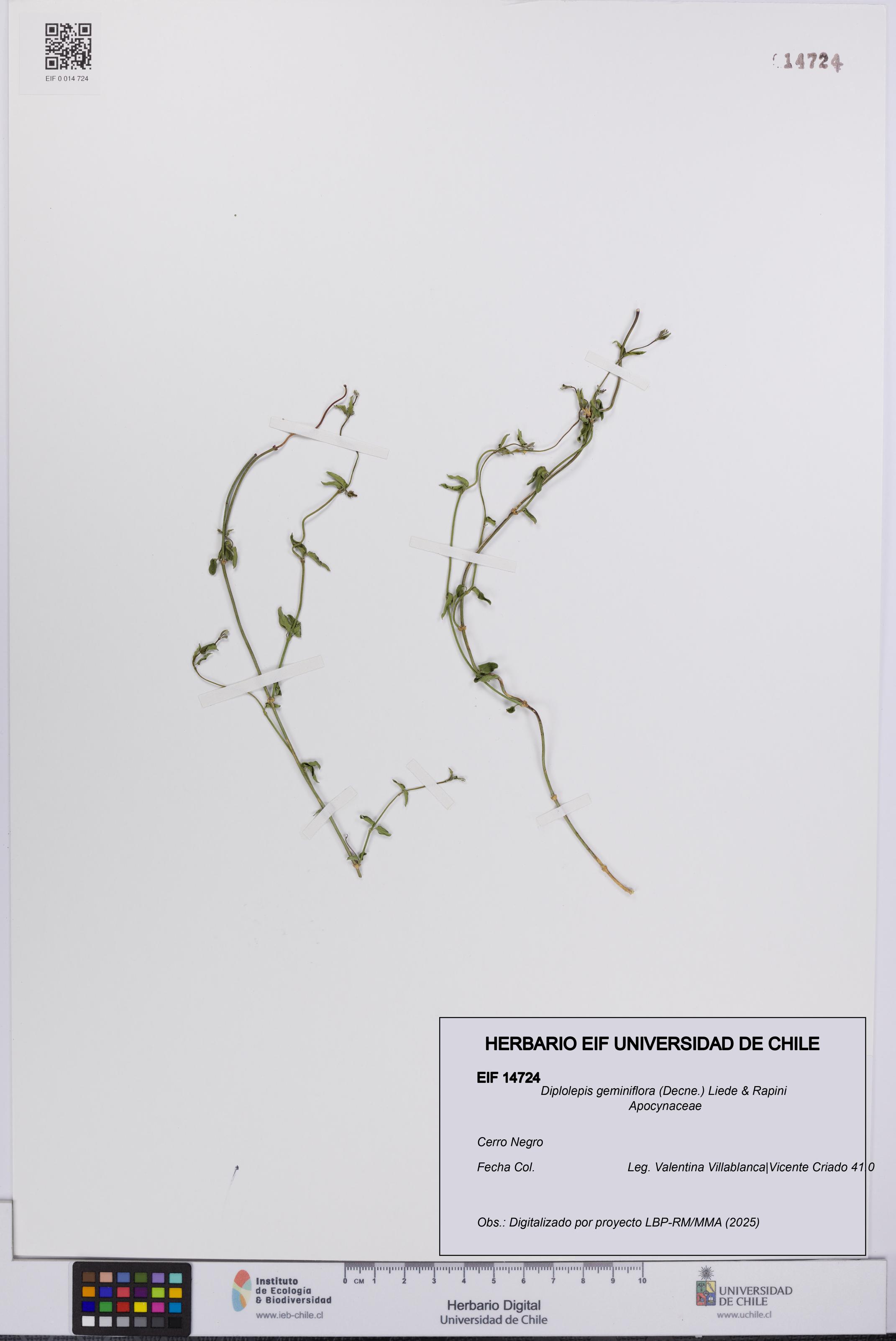 Diplolepis geminiflora [Espécimen: UCH:EIF:0014724]