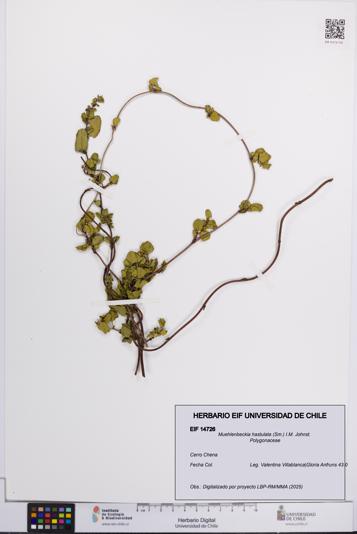 Muehlenbeckia hastulata [Espécimen: UCH:EIF:0014726]