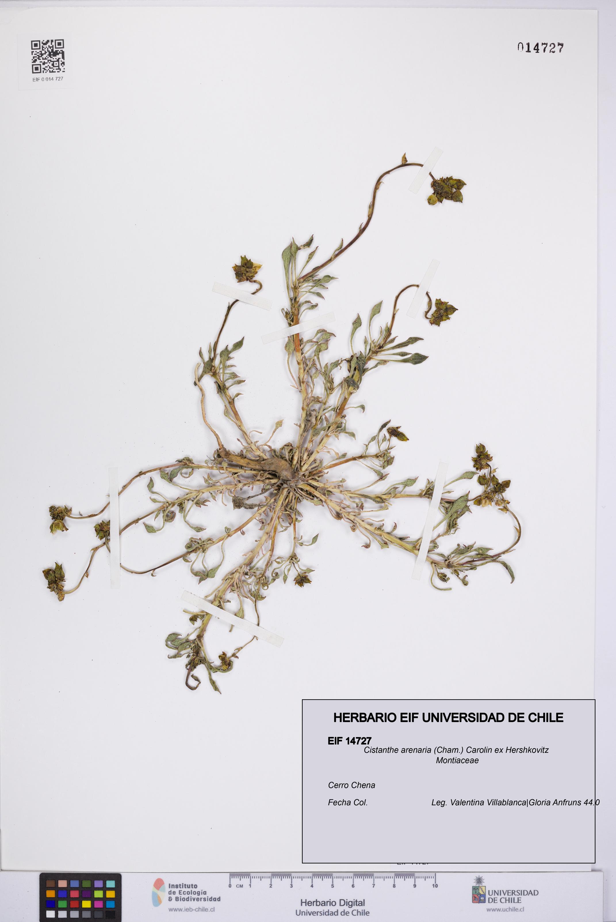 Cistanthe arenaria [Espécimen: UCH:EIF:0014727]