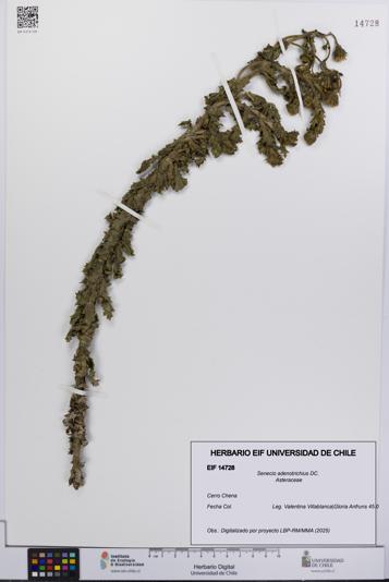 Senecio adenotrichius [Espécimen: UCH:EIF:0014728]