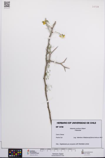 Adesmia confusa [Espécimen: UCH:EIF:0014729]