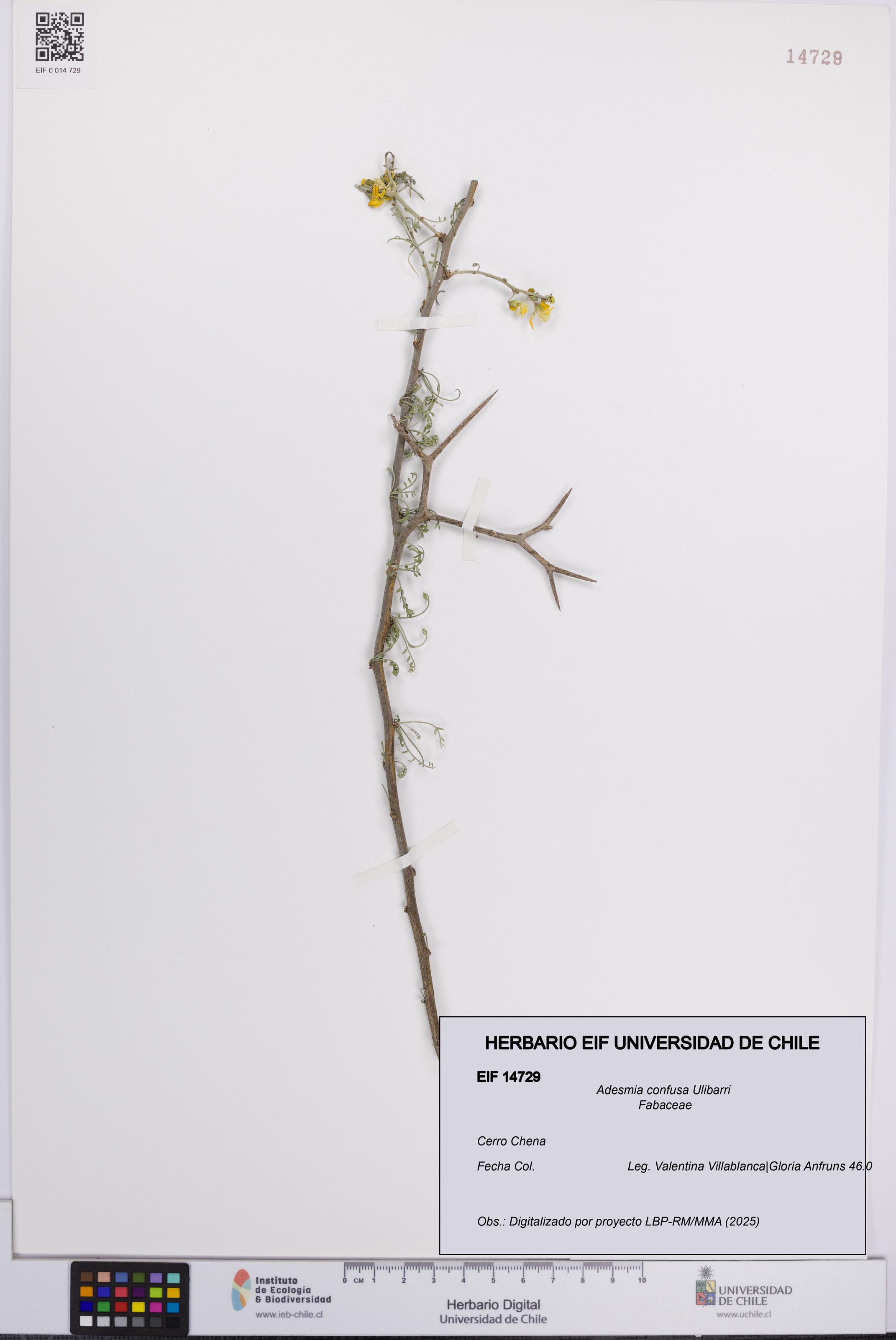 Adesmia confusa [Espécimen: UCH:EIF:0014729]