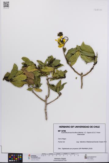 Austroflourensia thurifera [Espécimen: UCH:EIF:0014730]