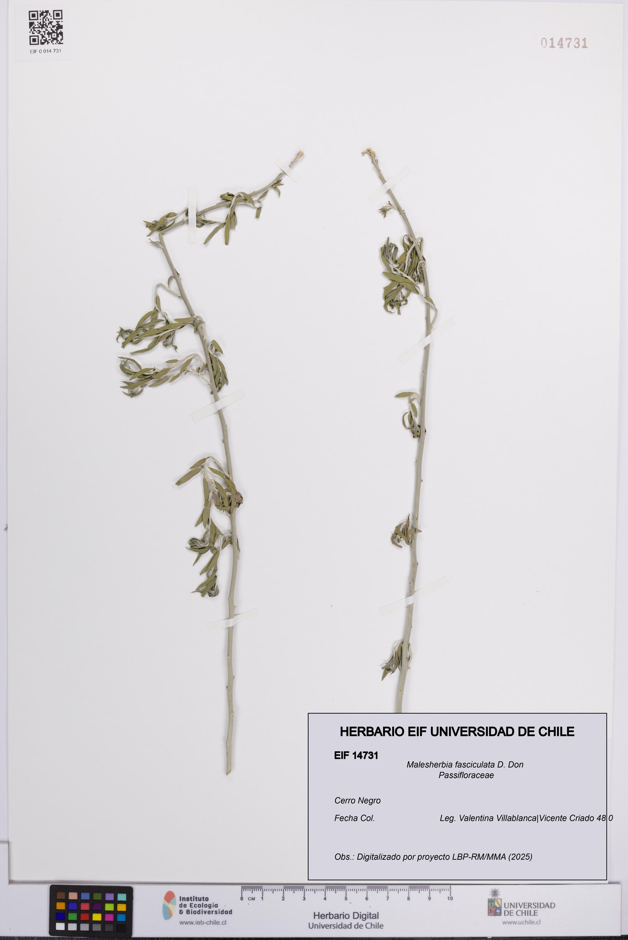 Malesherbia fasciculata [Espécimen: UCH:EIF:0014731]