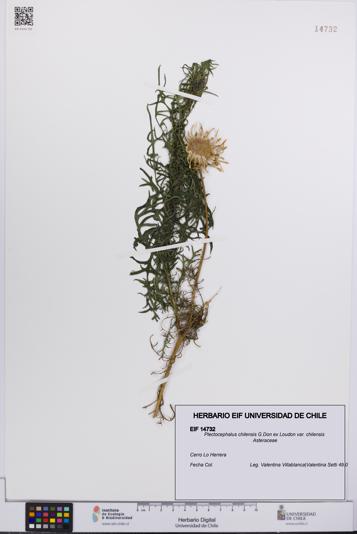Plectocephalus chilensis var. chilensis [Espécimen: UCH:EIF:0014732]