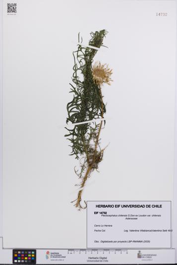 Plectocephalus chilensis var. chilensis [Espécimen: UCH:EIF:0014732]