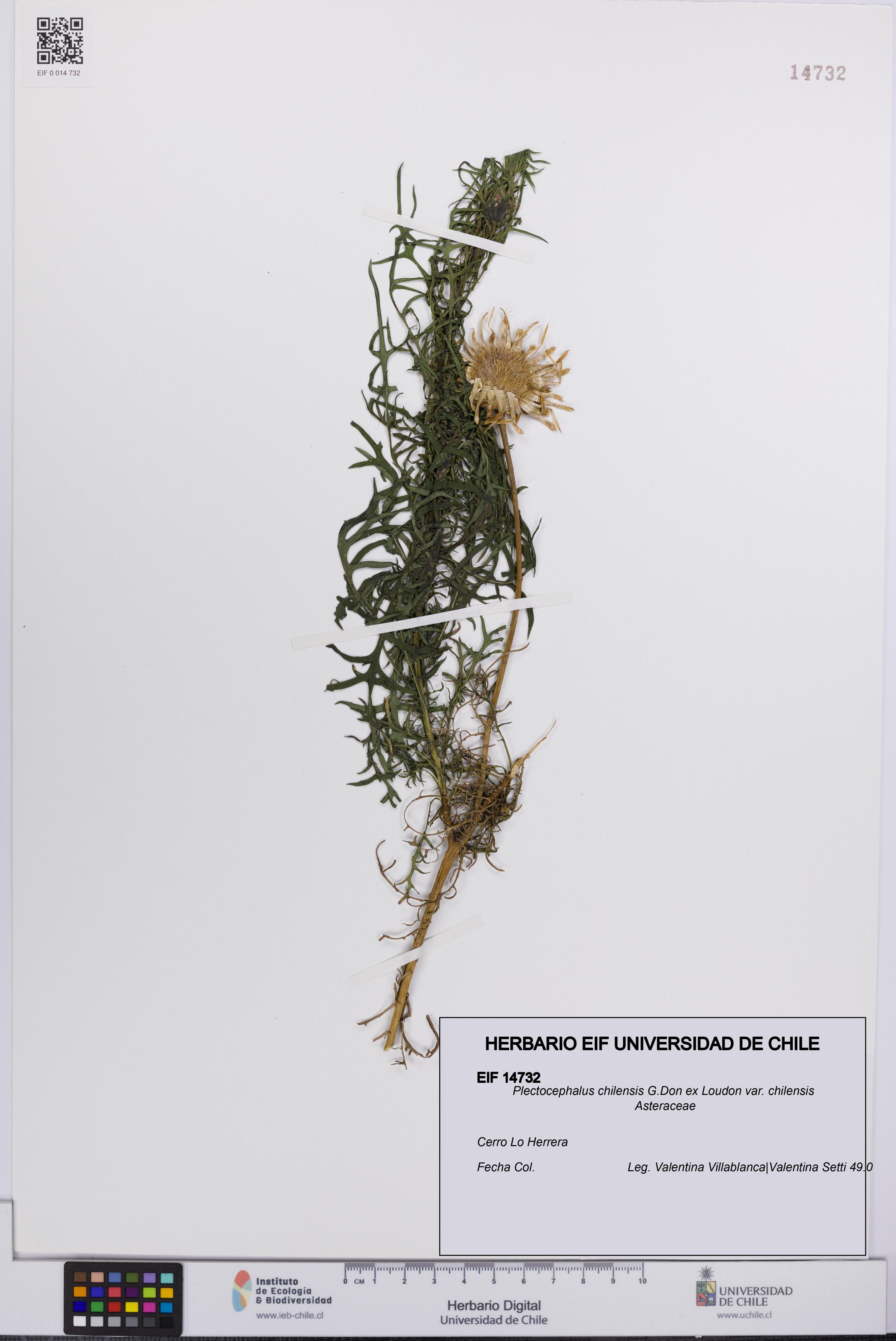 Plectocephalus chilensis var. chilensis [Espécimen: UCH:EIF:0014732]