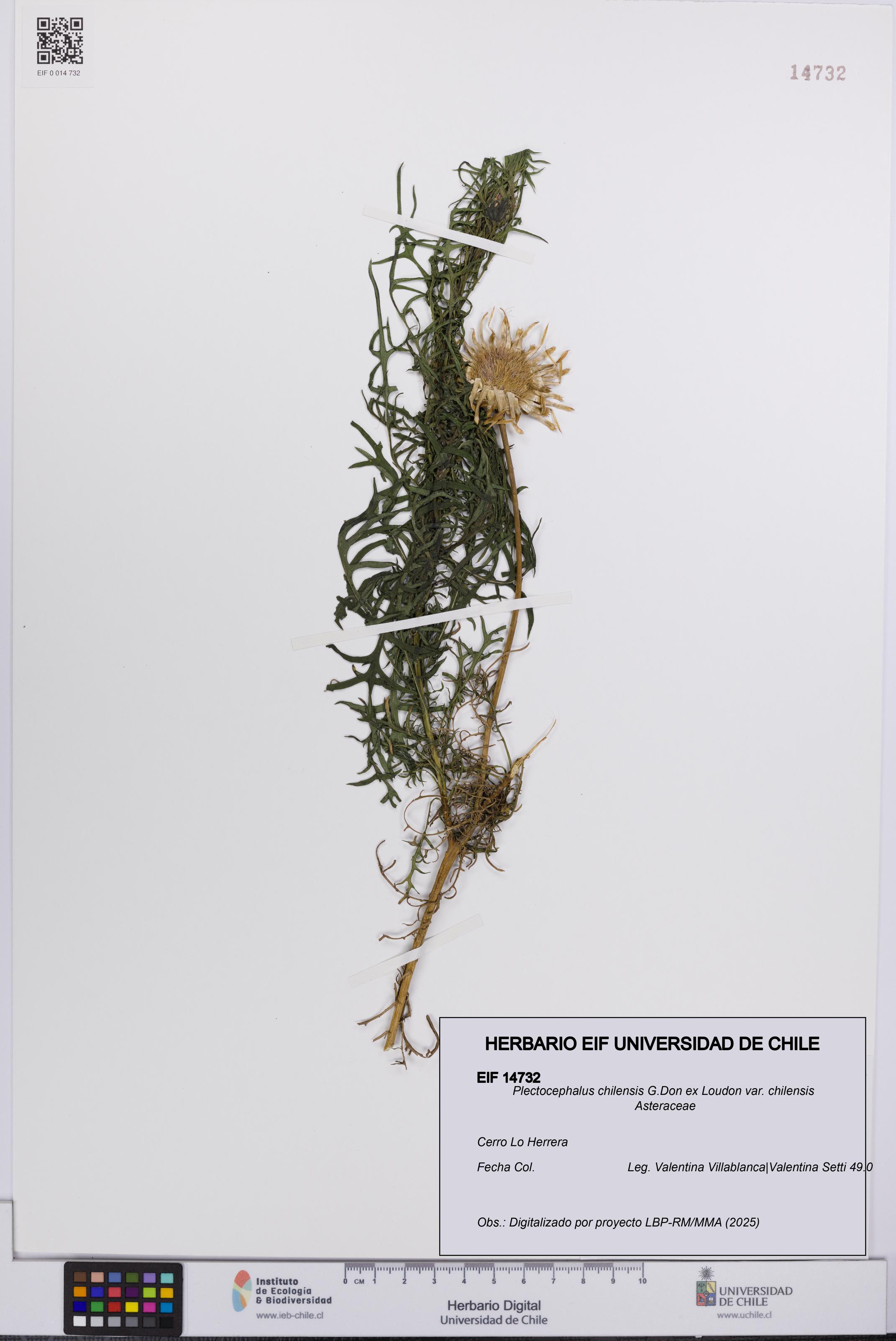 Plectocephalus chilensis var. chilensis [Espécimen: UCH:EIF:0014732]