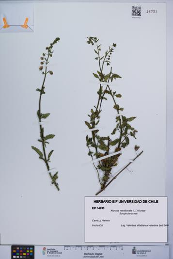 Alonsoa meridionalis [Espécimen: UCH:EIF:0014733]