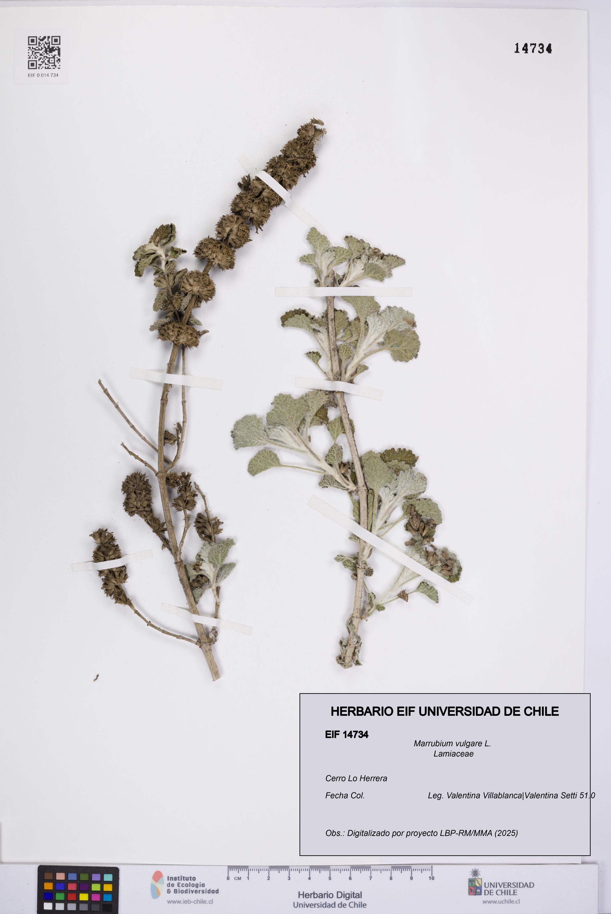 Marrubium vulgare [Espécimen: UCH:EIF:0014734]