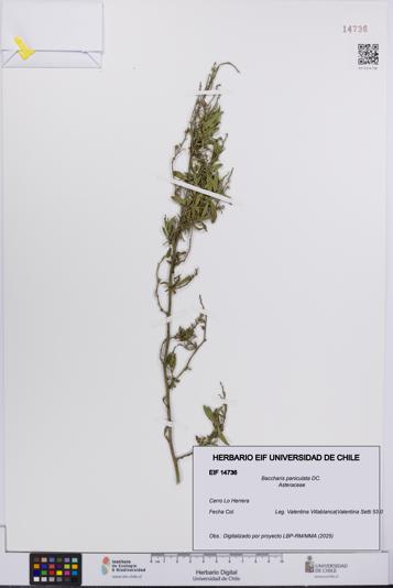 Baccharis paniculata [Espécimen: UCH:EIF:0014736]