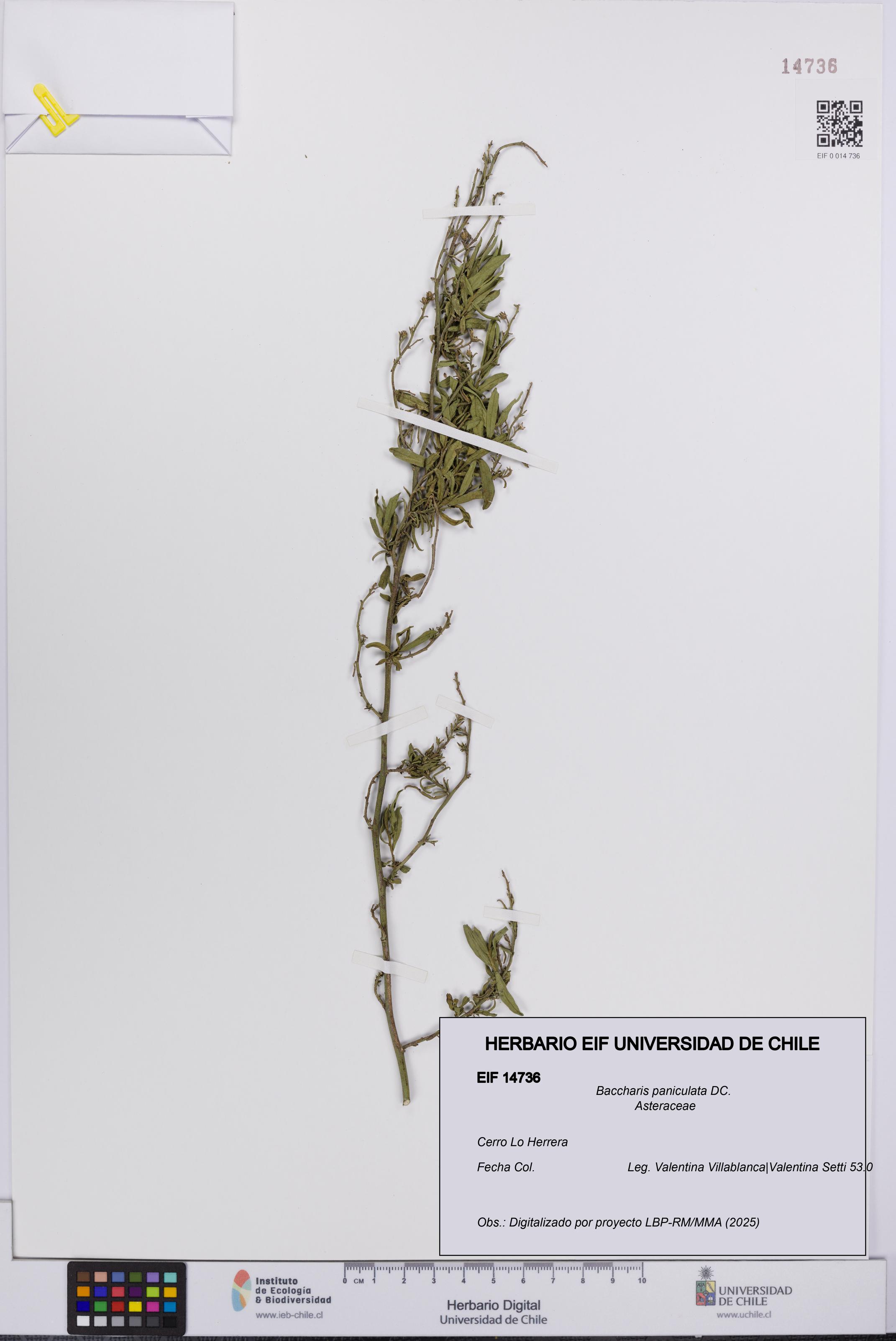 Baccharis paniculata [Espécimen: UCH:EIF:0014736]