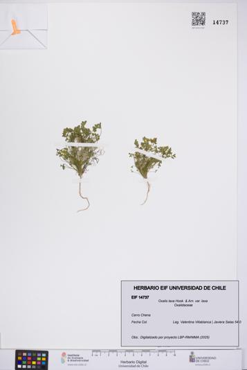 Oxalis laxa var. laxa [Espécimen: UCH:EIF:0014737]