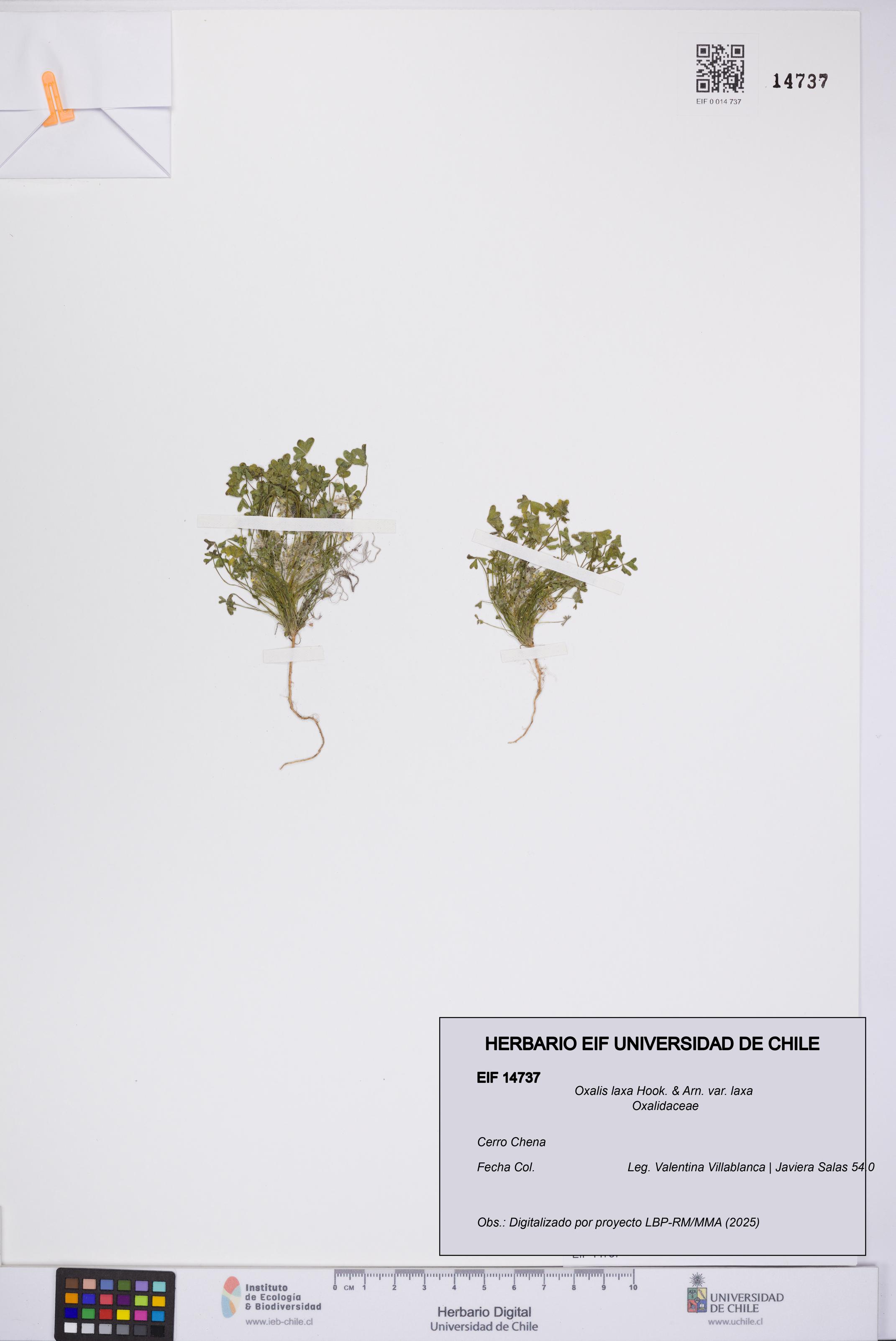 Oxalis laxa var. laxa [Espécimen: UCH:EIF:0014737]