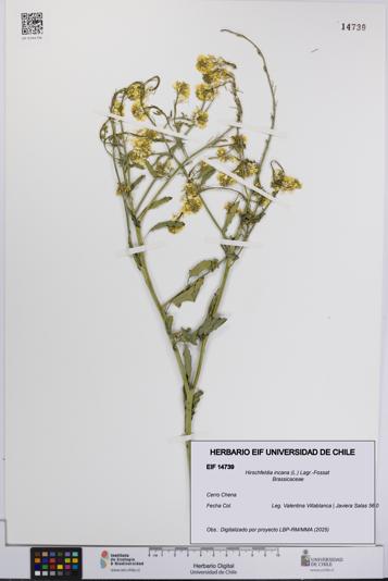Hirschfeldia incana [Espécimen: UCH:EIF:0014739]