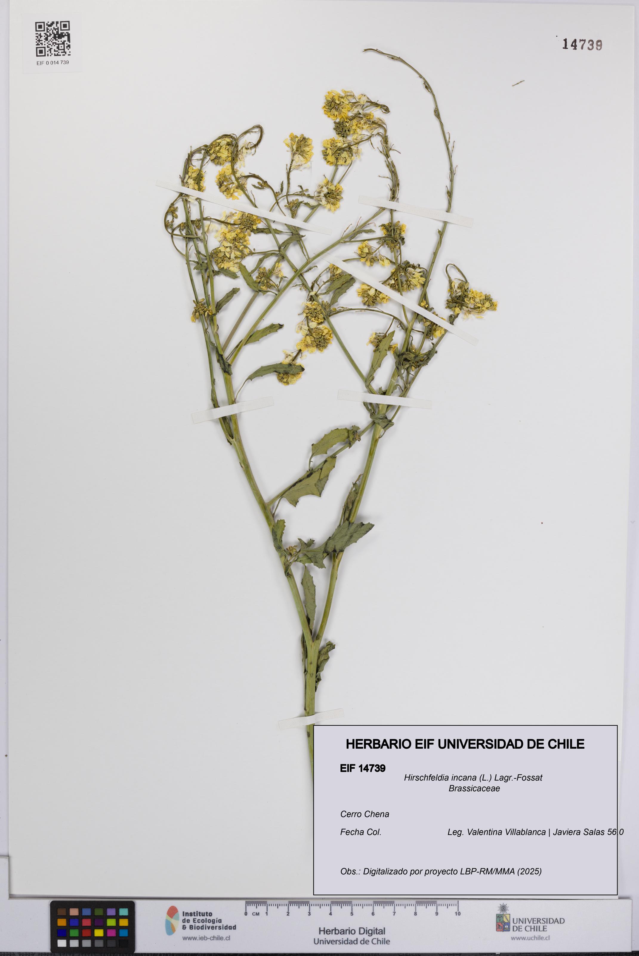 Hirschfeldia incana [Espécimen: UCH:EIF:0014739]