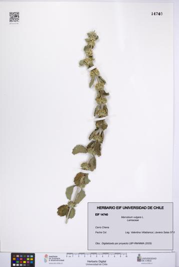 Marrubium vulgare [Espécimen: UCH:EIF:0014740]