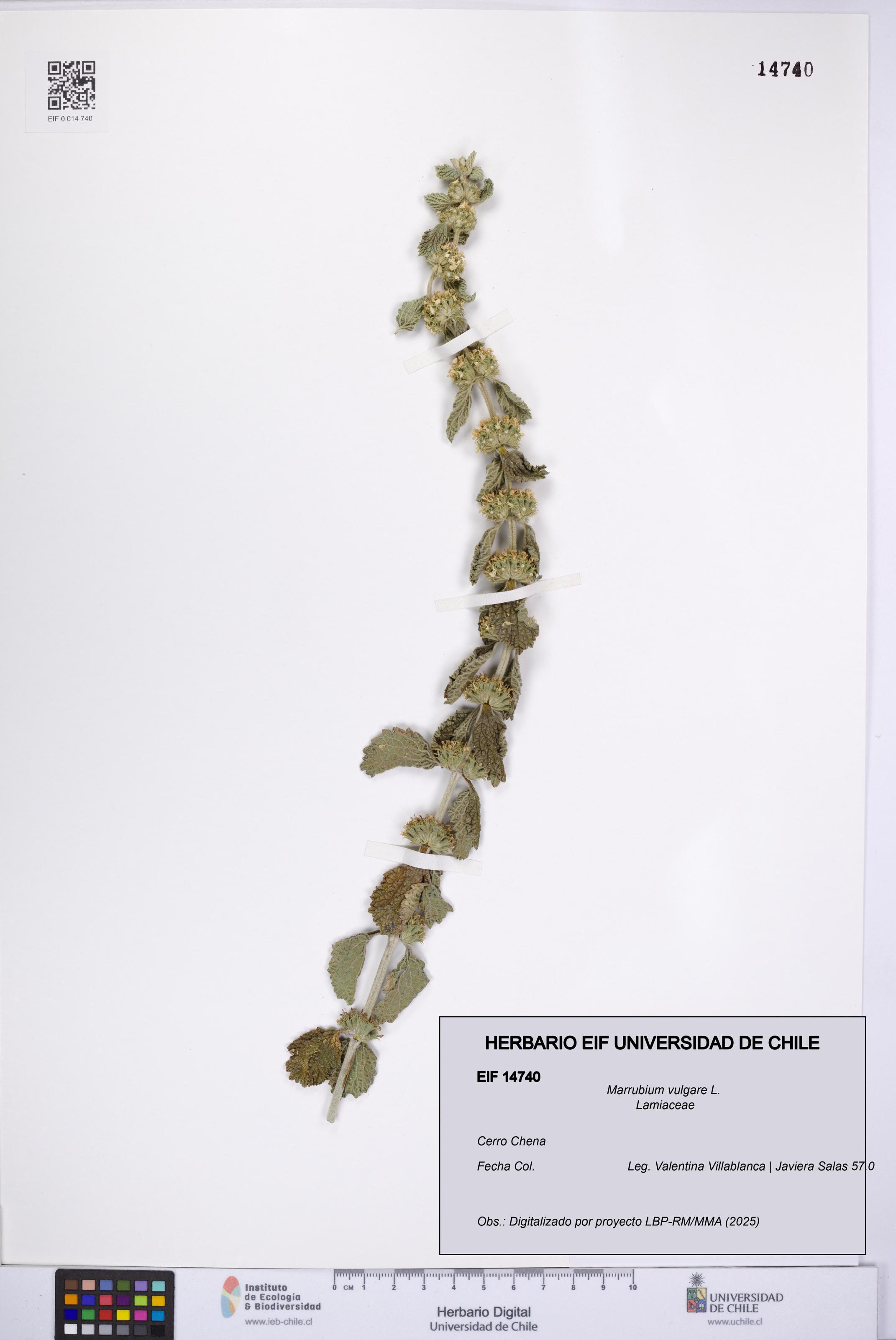Marrubium vulgare [Espécimen: UCH:EIF:0014740]