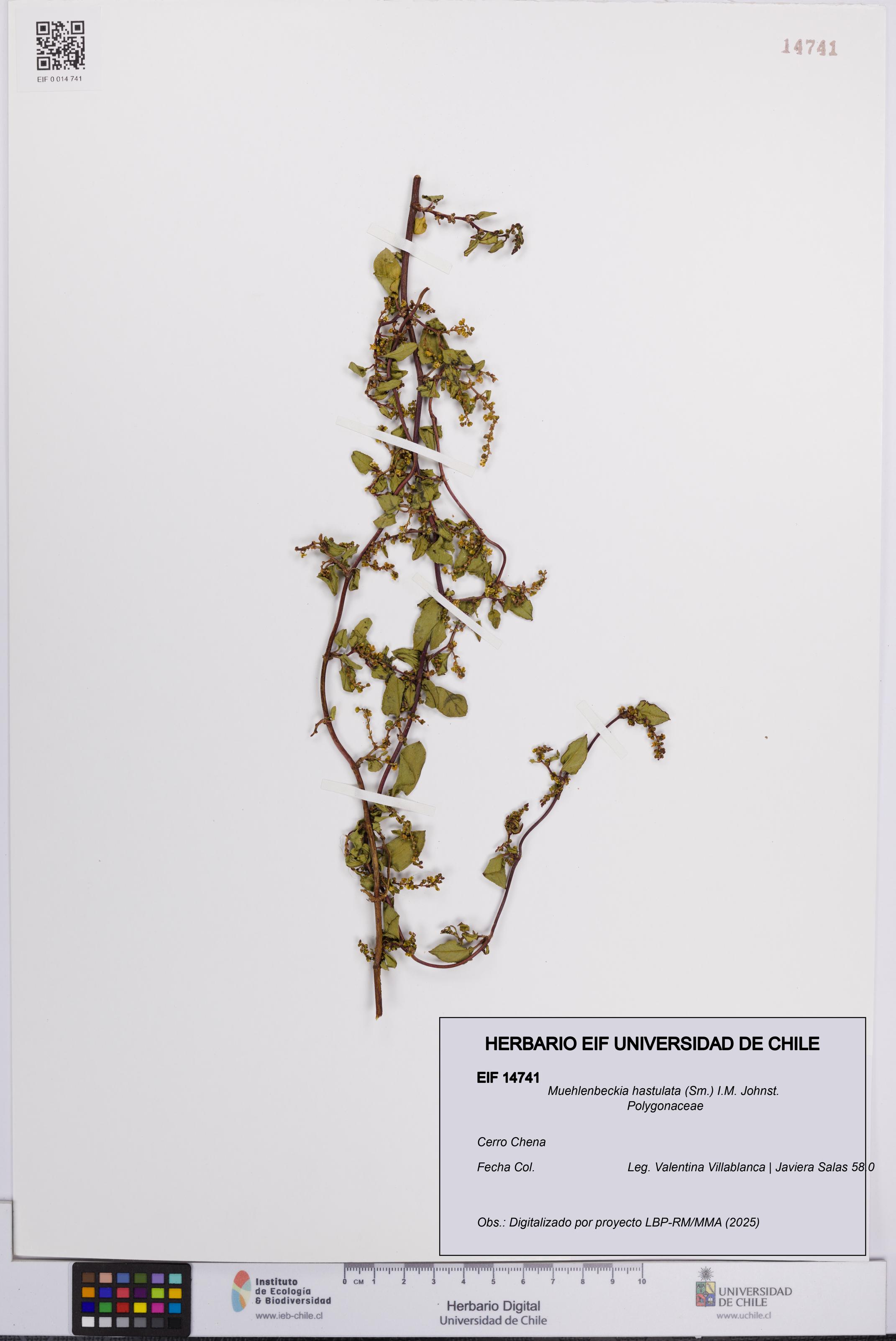 Muehlenbeckia hastulata [Espécimen: UCH:EIF:0014741]