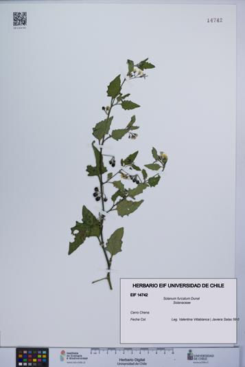 Solanum furcatum [Espécimen: UCH:EIF:0014742]