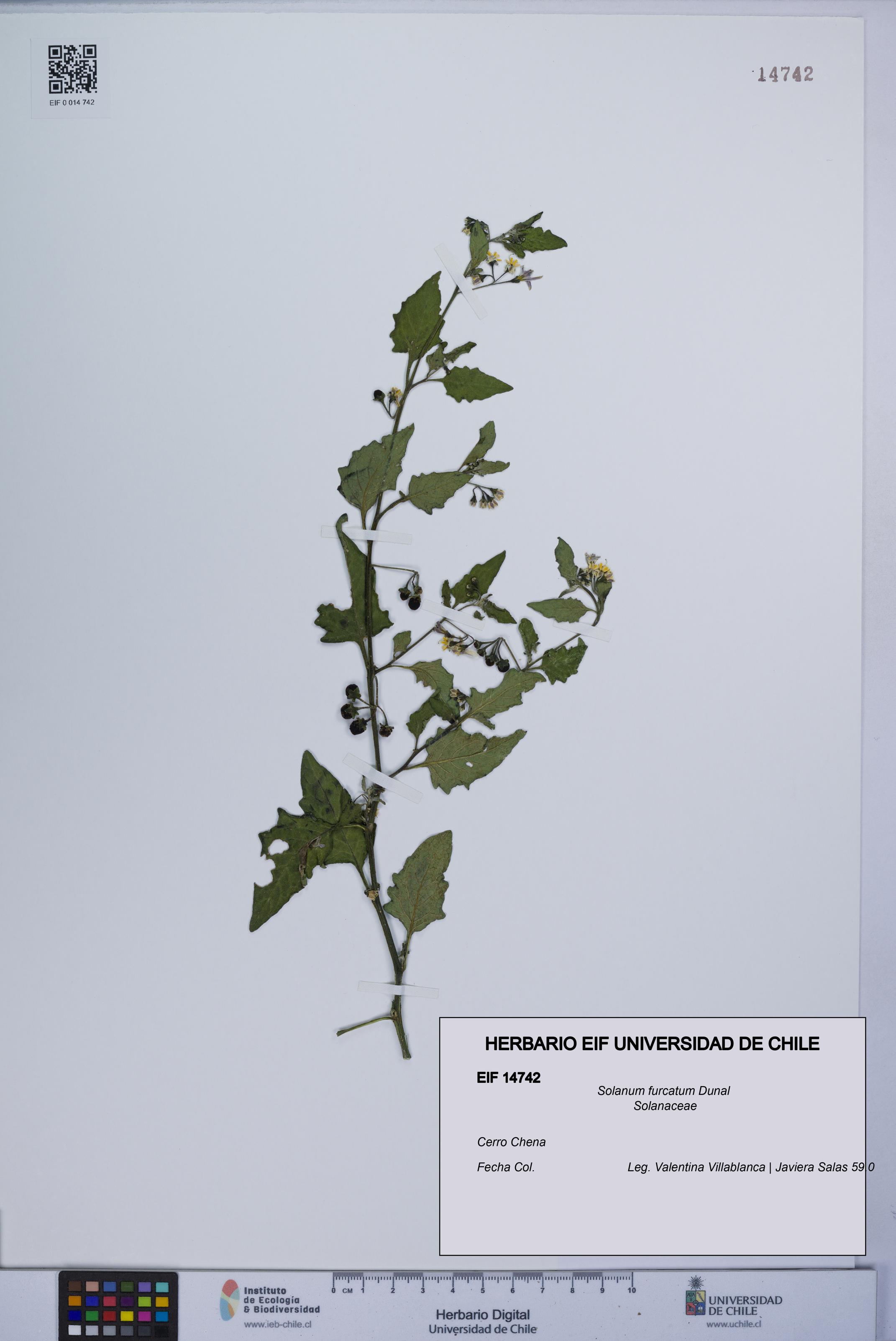 Solanum furcatum [Espécimen: UCH:EIF:0014742]