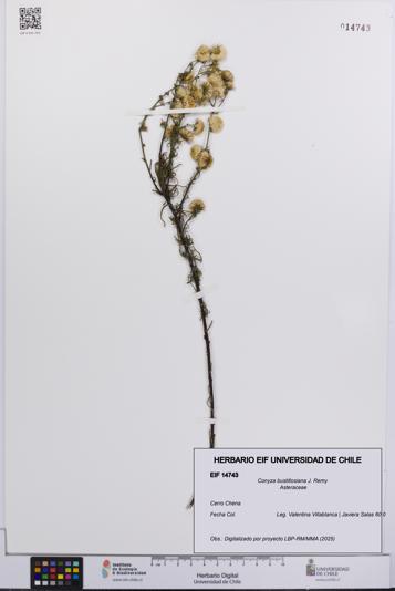 Conyza bustillosiana [Espécimen: UCH:EIF:0014743]