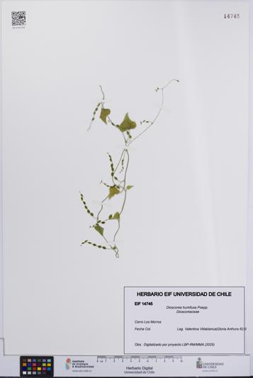 Dioscorea humifusa [Espécimen: UCH:EIF:0014745]
