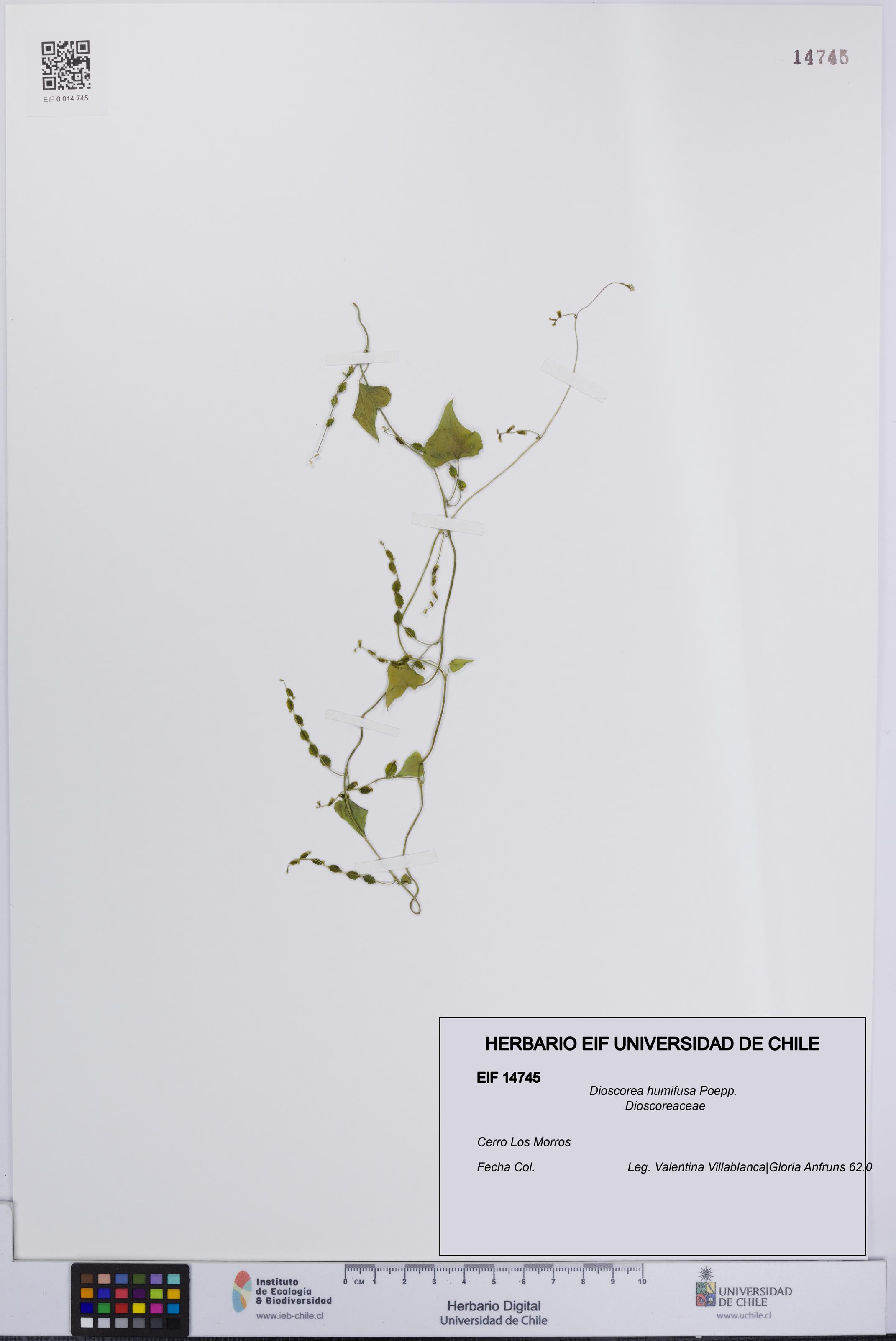 Dioscorea humifusa [Espécimen: UCH:EIF:0014745]
