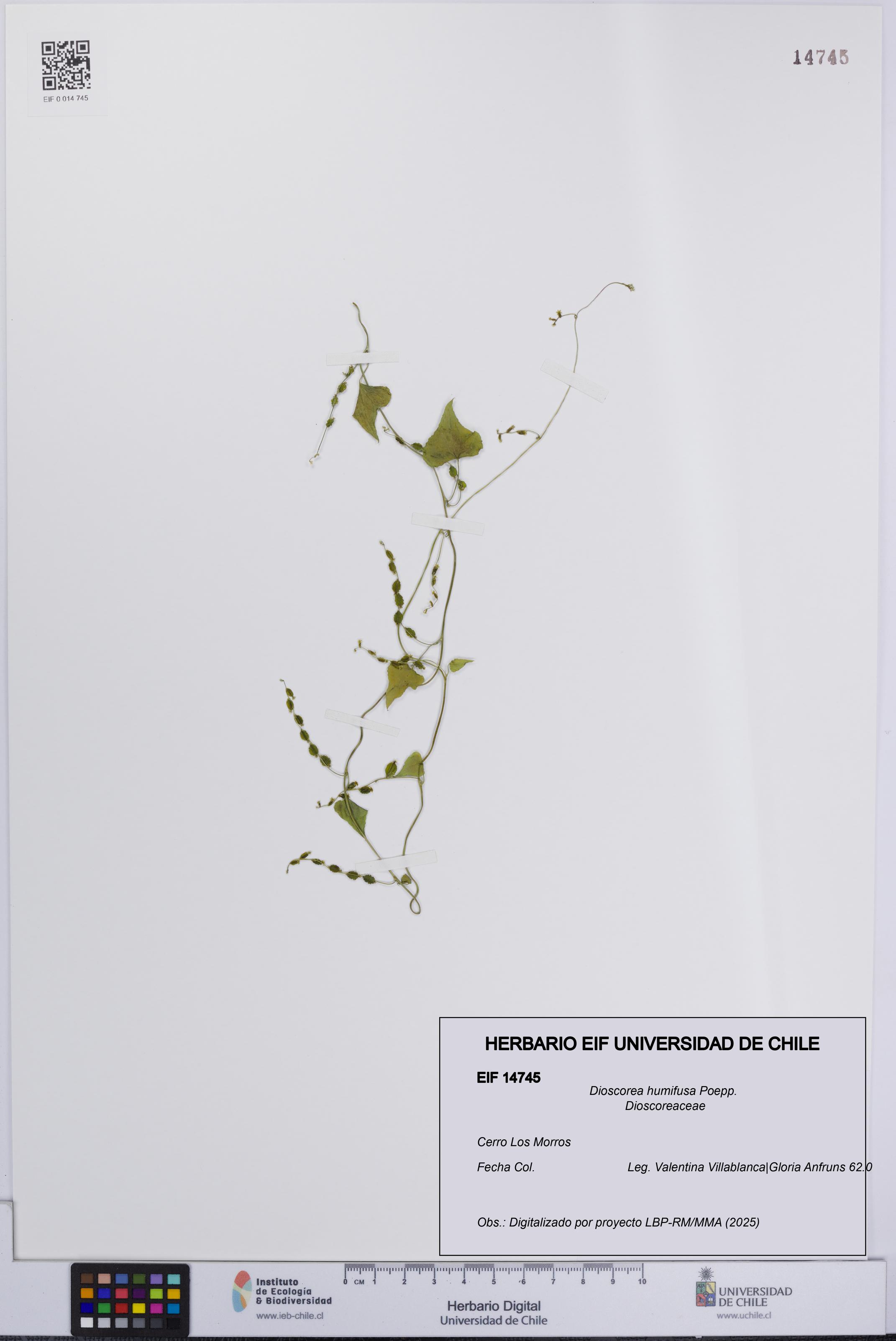 Dioscorea humifusa [Espécimen: UCH:EIF:0014745]