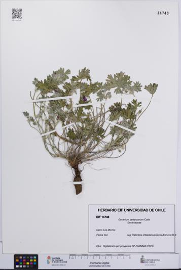 Geranium berteroanum [Espécimen: UCH:EIF:0014746]