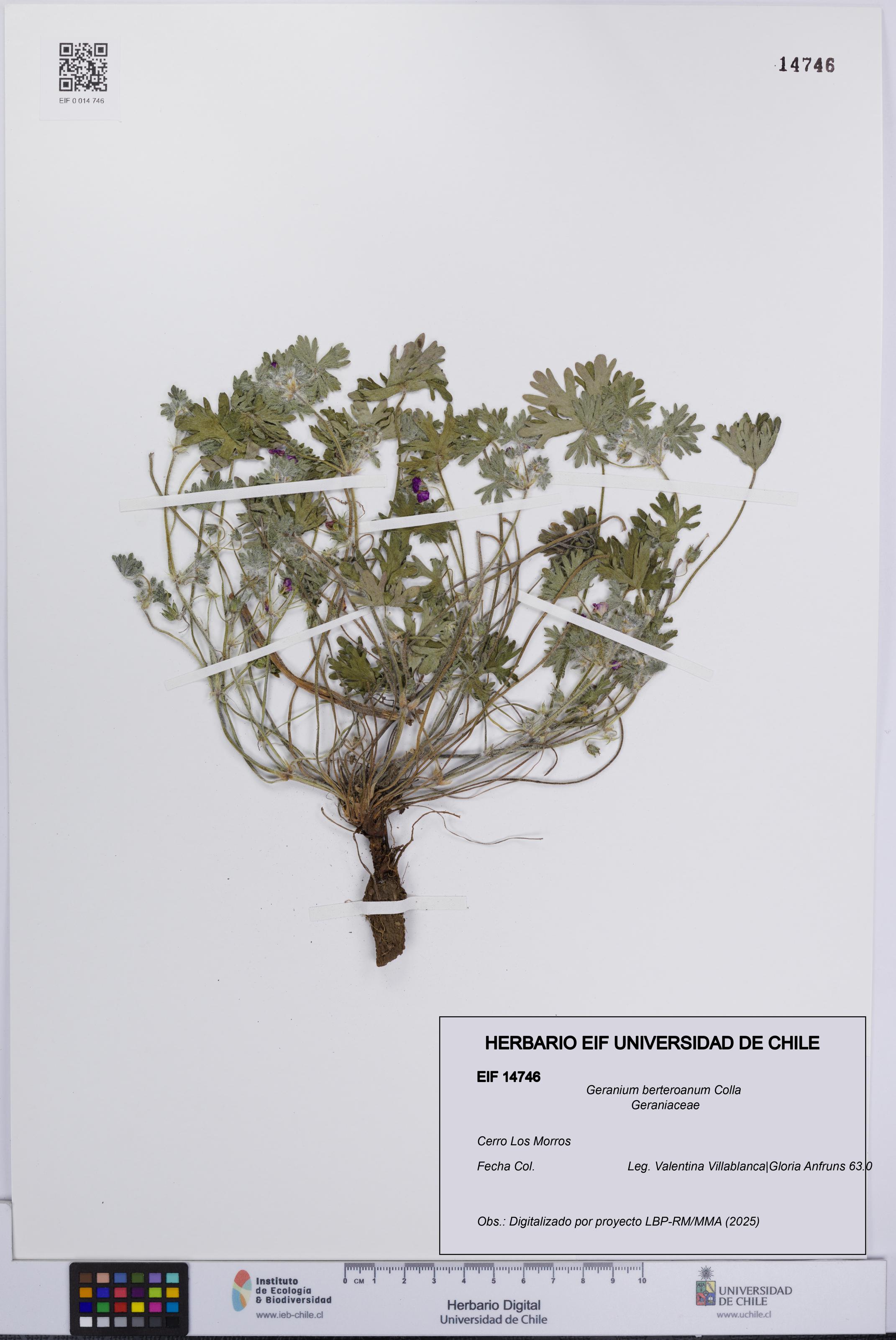 Geranium berteroanum [Espécimen: UCH:EIF:0014746]