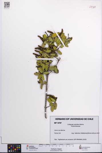 Colliguaja odorifera [Espécimen: UCH:EIF:0014747]