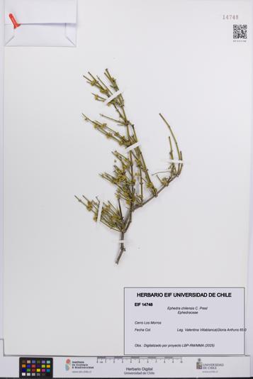 Ephedra chilensis [Espécimen: UCH:EIF:0014748]