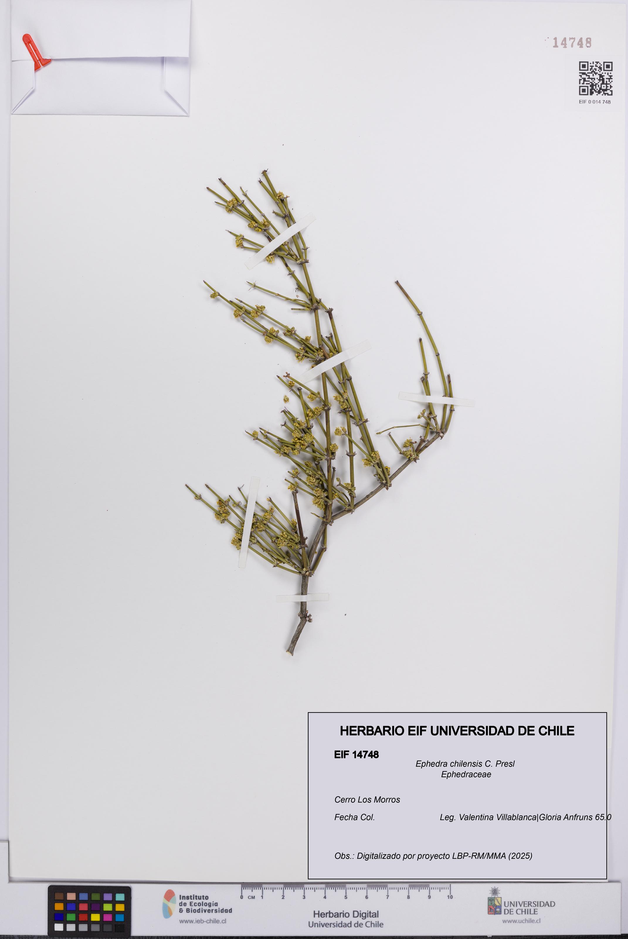 Ephedra chilensis [Espécimen: UCH:EIF:0014748]