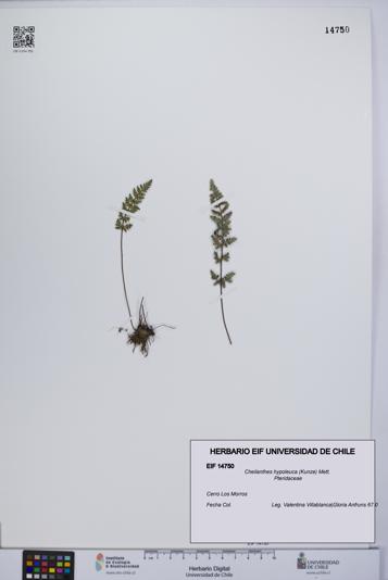 Cheilanthes hypoleuca [Espécimen: UCH:EIF:0014750]