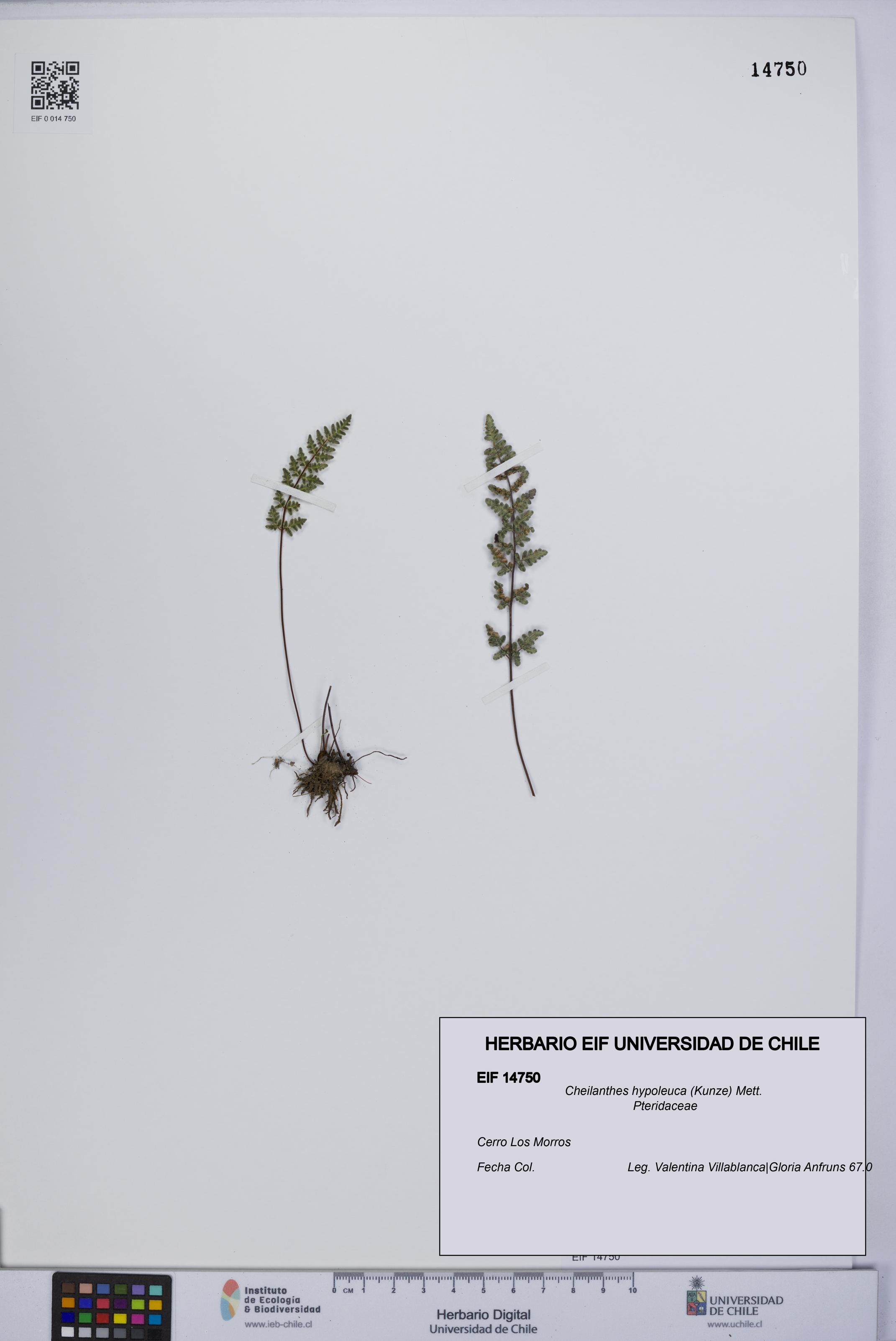 Cheilanthes hypoleuca [Espécimen: UCH:EIF:0014750]